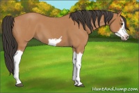 Horse Color:Bay Roan Splash Frame 