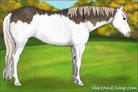 Horse Color:Chocolate Palomino Splash 