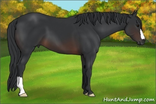 Horse Color: Brown 