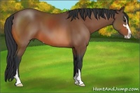 Horse Color:Bay Sabino 