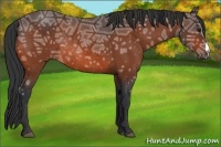 Horse Color:Bay Ice Rabicano 