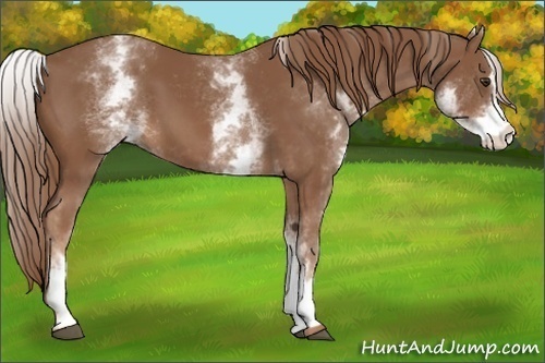Horse Color:White Spotted Chestnut Sabino 