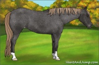 Horse Color:Liver Chestnut Appaloosa 