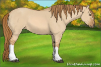 Horse Color:Red Dun 