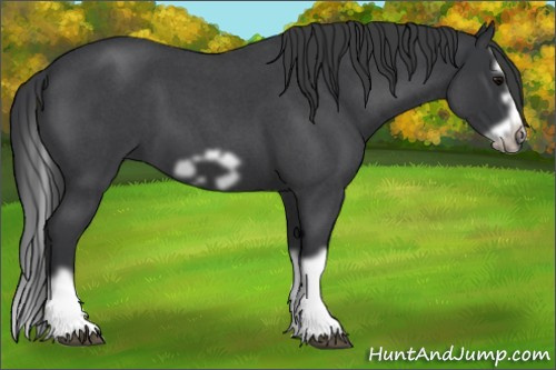Horse Color: Unknown 
