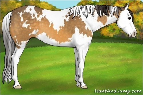Horse Color: White Spotted Buckskin Splash 