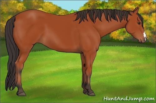 Horse Color: Bay 