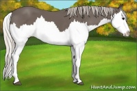 Horse Color:Silver Black Splash