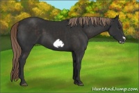 Horse Color:Liver Chestnut Frame 