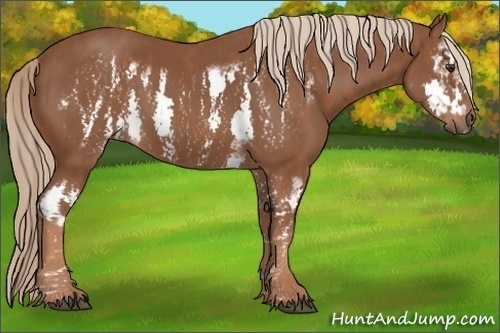 Horse Color: Chestnut Splash Frame  Brindle