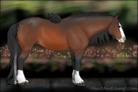 Horse Color:Bay Splash 