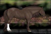 Horse Color:Liver Chestnut 