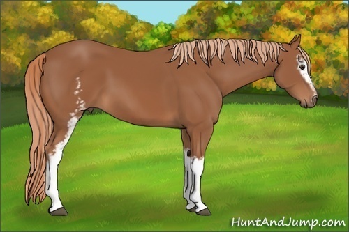 Horse Color: Unknown 