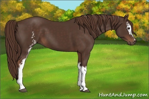 Horse Color: Unknown 