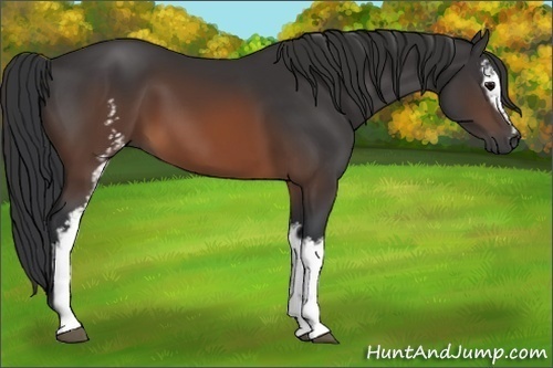 Horse Color: Unknown 