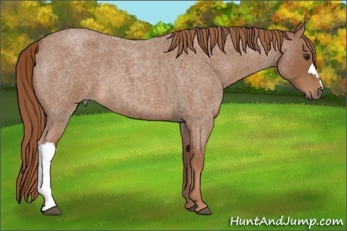 Horse Color: Red Roan 