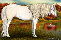 Horse Color:Buckskin Pearl Splash Rabicano