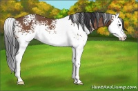 Horse Color:White Spotted Bay Splash 