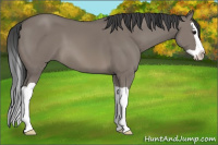 Horse Color:Grullo Splash 