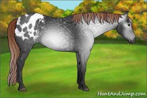 Horse Color:Gray Liver Chestnut Sabino Blanket Rabicano 