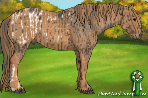 Horse Color: Brown Blanket  Brindle