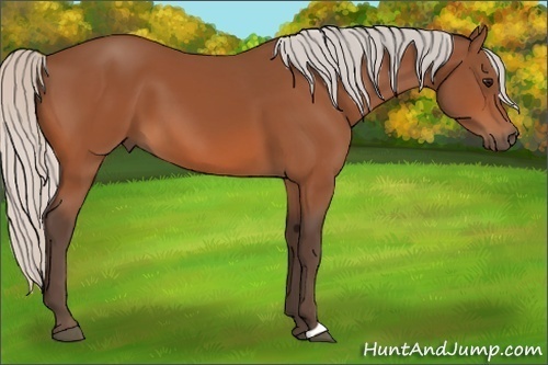 Horse Color:Silver Bay 