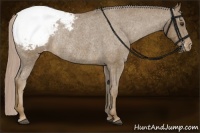 Horse Color:Chocolate Palomino Appaloosa Rabicano