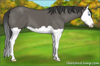 Horse Color:Grullo Splash 