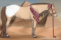Horse Color:Amber Champagne Snowcap 