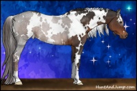 Horse Color:White Spotted Liver Chestnut 