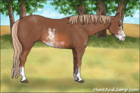 Horse Color:Liver Chestnut Sabino 