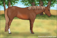 Horse Color:Liver Chestnut Sabino 