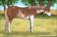 Horse Color:Liver Chestnut Sabino