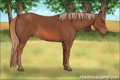 Horse Color: Liver Chestnut Sabino 