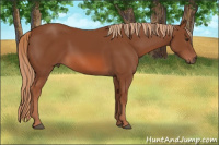 Horse Color:Liver Chestnut Sabino