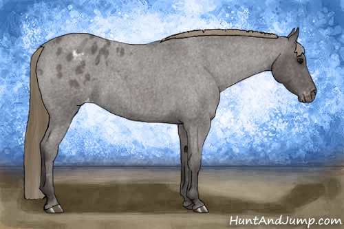 Horse Color:Smoky Blue Roan Appaloosa 