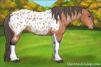 Horse Color:Bay Tobiano Near Leopard