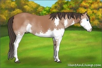 Horse Color:Bay Splash 