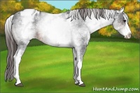 Horse Color:White Spotted Brown Splash Appaloosa 