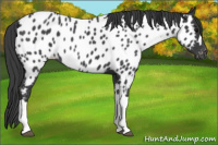 Horse Color:Blue Roan Near Leopard 