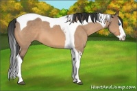 Horse Color:Bay Dun Splash Tobiano 