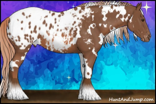 Horse Color: White Spotted Chestnut Blanket 