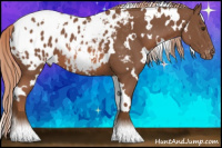 Horse Color:White Spotted Chestnut Appaloosa 