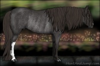 Horse Color:Liver Chestnut Rabicano 