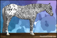 Horse Color:Black Appaloosa 