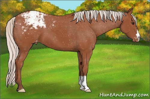 Horse Color: Unknown 