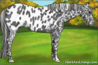 Horse Color:Blue Roan Appaloosa