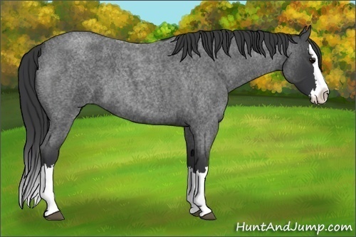 Horse Color: Unknown 