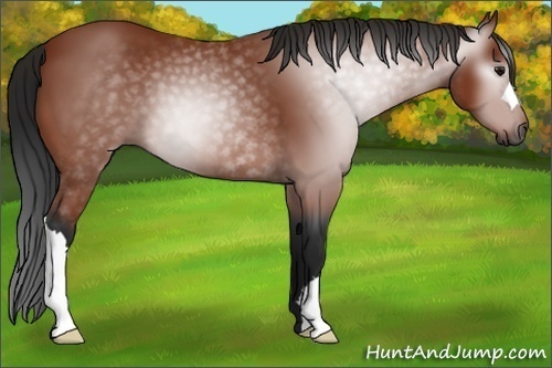 Horse Color:Gray Bay 