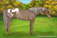 Horse Color:Chocolate Palomino Blanket Rabicano 